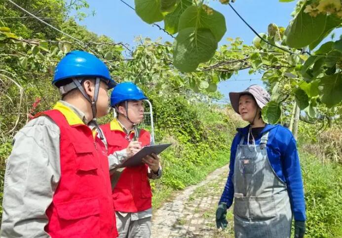 國網甌海供電分局電力賦能 甜“獼”滿枝